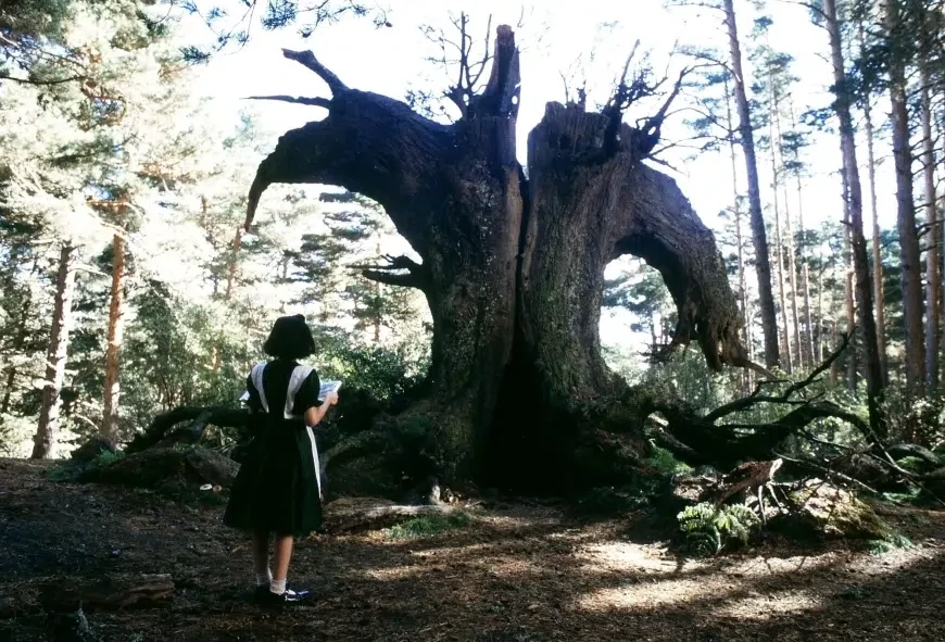 11. Лабиринт Фавна / El Laberinto del Fauno (Pan's Labyrinth) (2006)