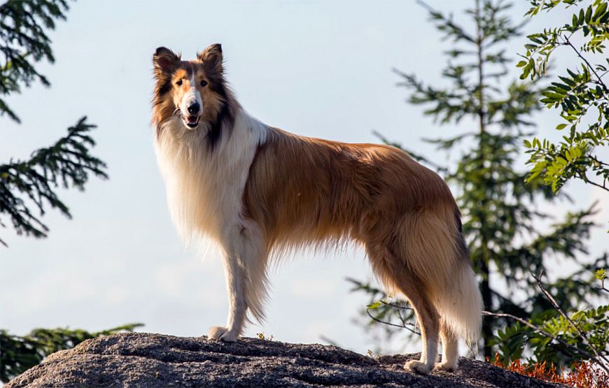 Лесси. Возвращение домой / Lassie - Eine abenteuerliche Reise (2020)